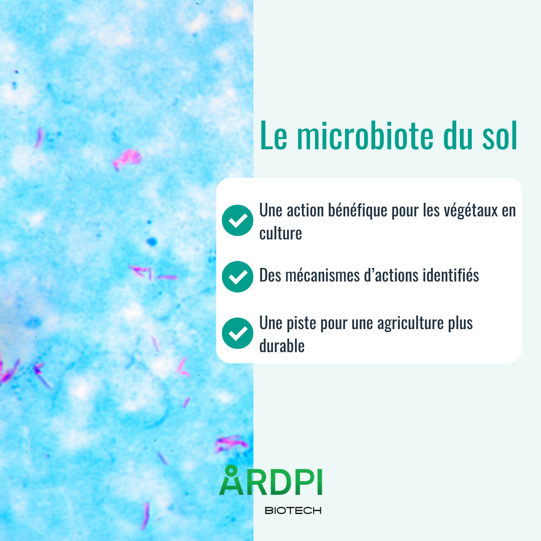 Bactéries du sol et agricuture durable – ARDPI Biotech